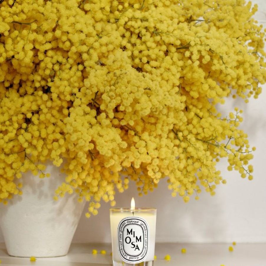 Summer Scents * | Mimosa Classic Candle